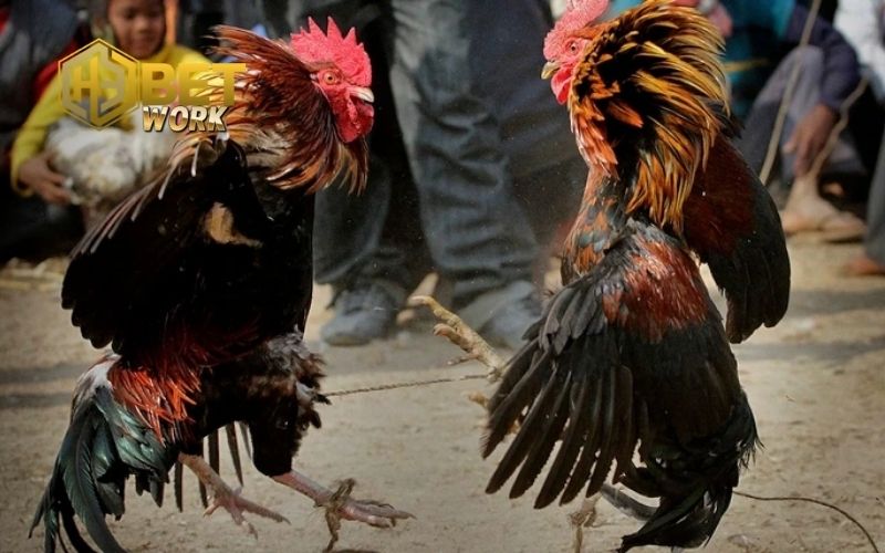 Đá gà Campuchia: Khám phá văn hóa và quy tắc thi đấu độc đáo 2 đá gà campuchia